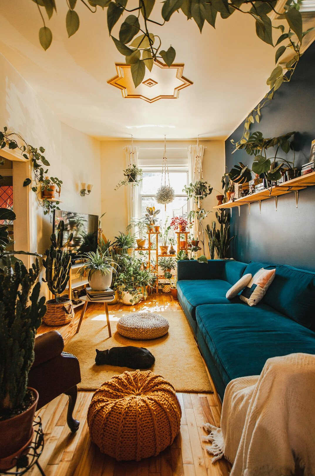 organized living room with plants